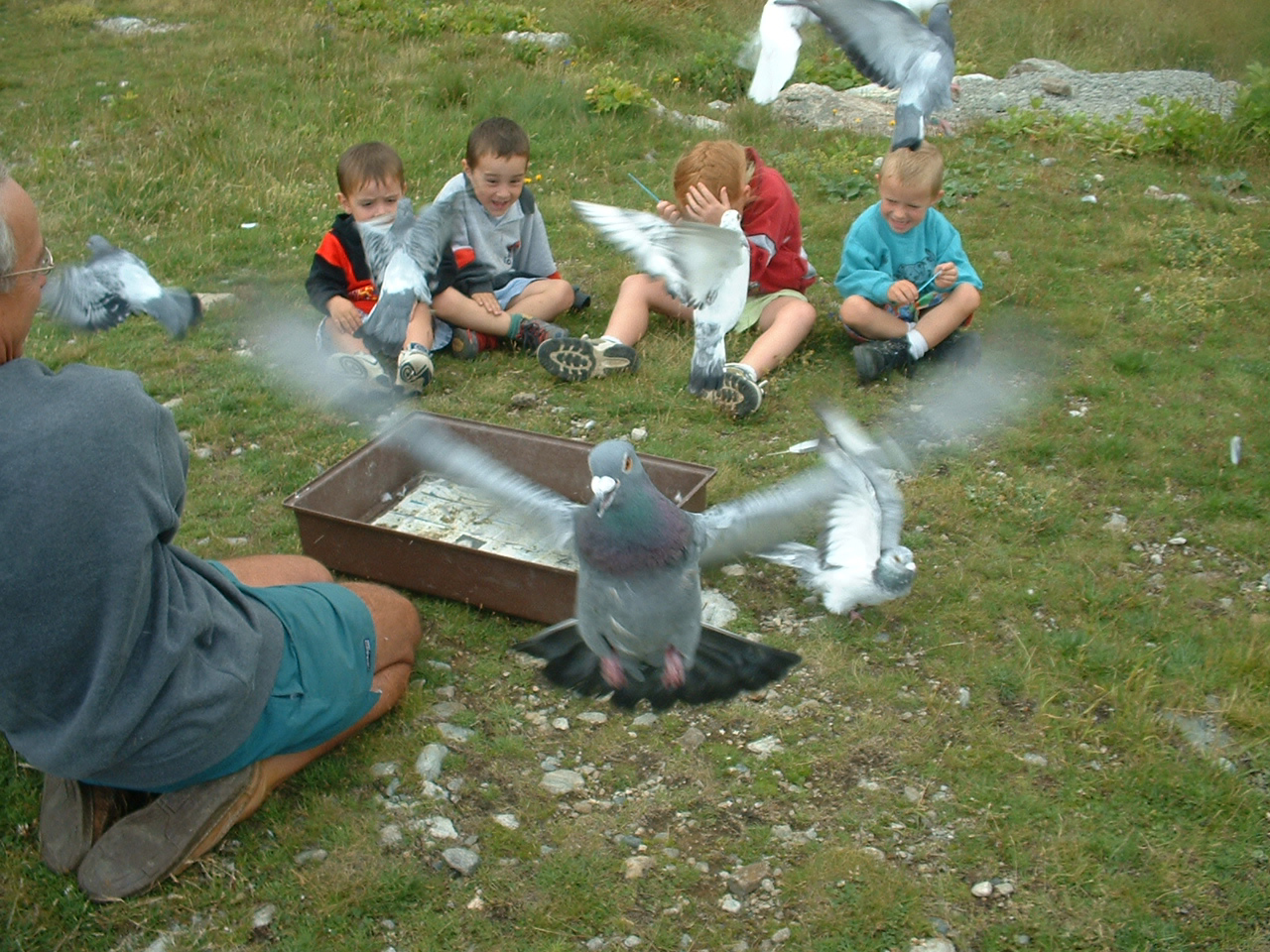 2001pigeons